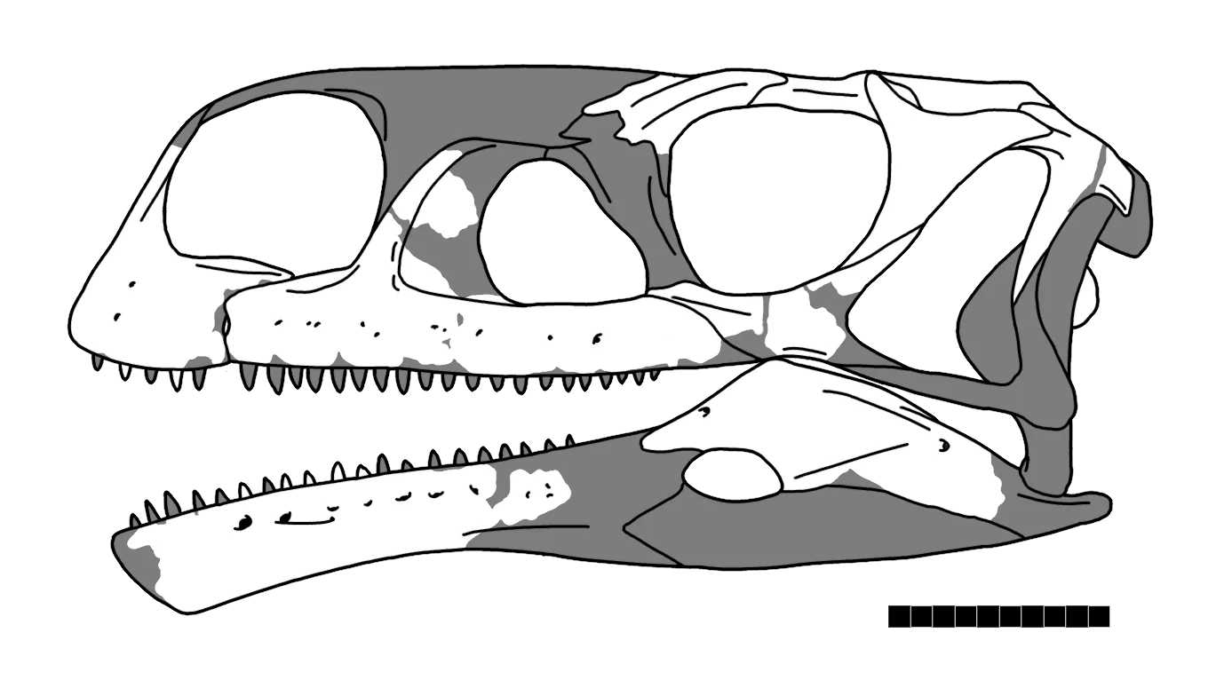 Aardonyx celestae