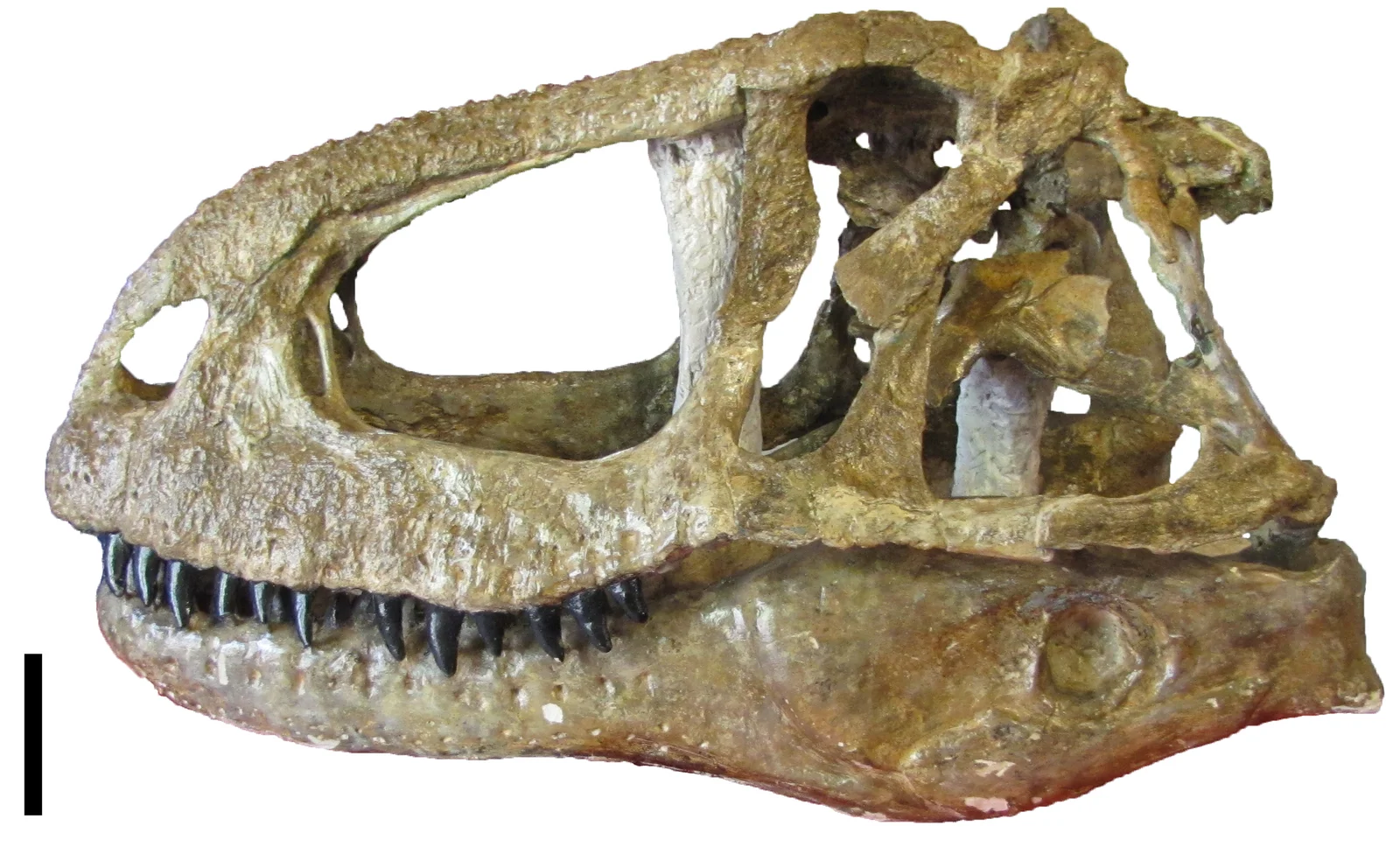 Abelisaurus comahuensis