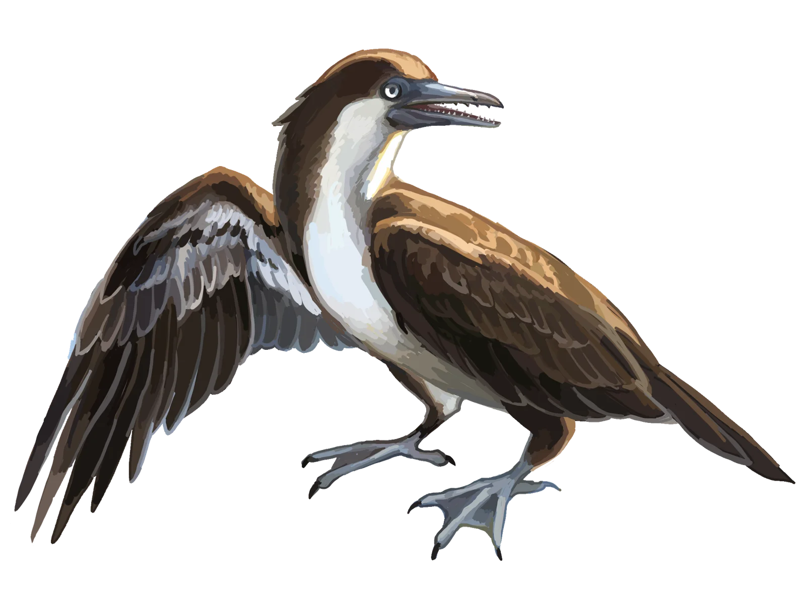 Aberratiodontus wui