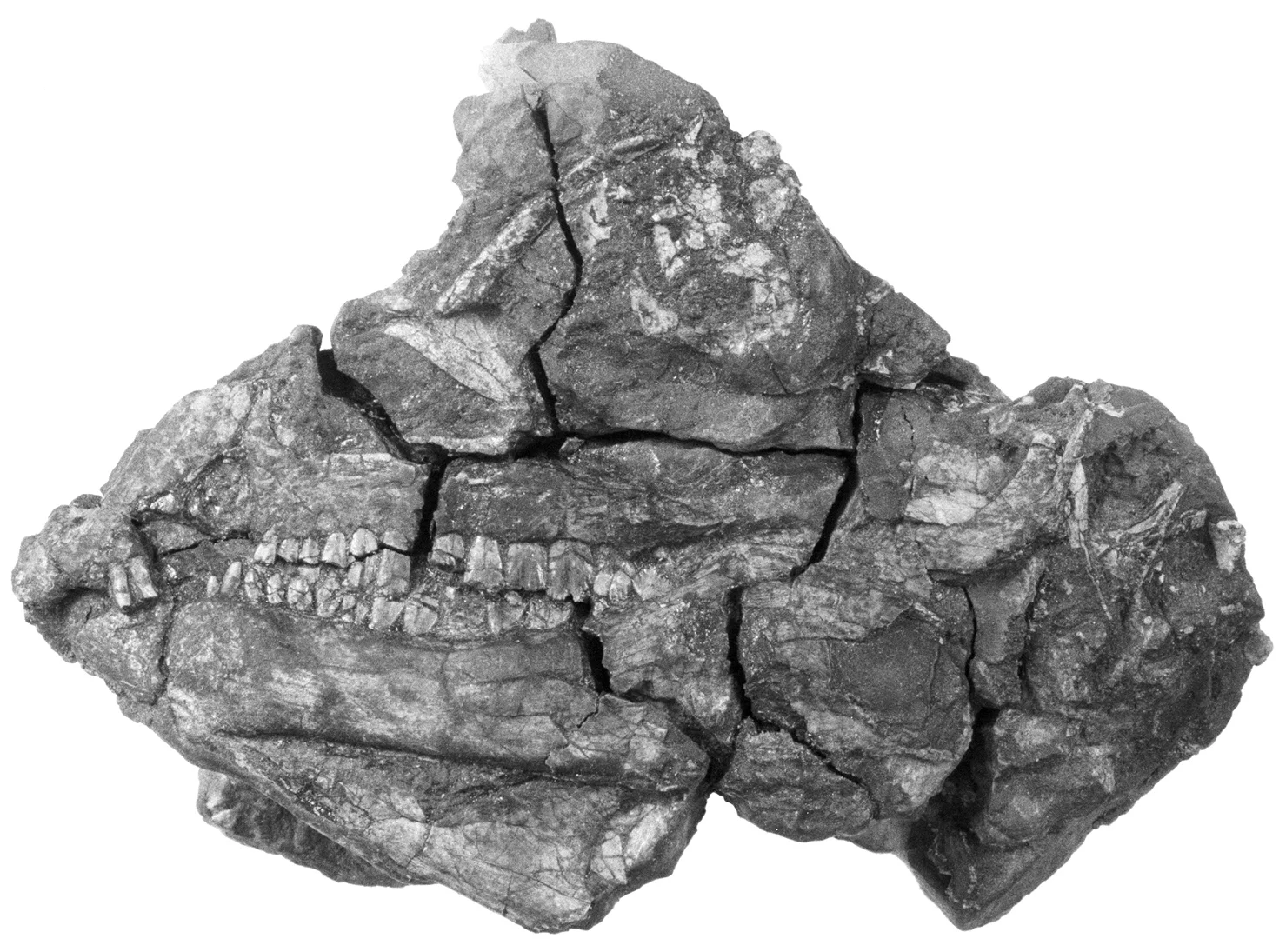 Abrictosaurus consors