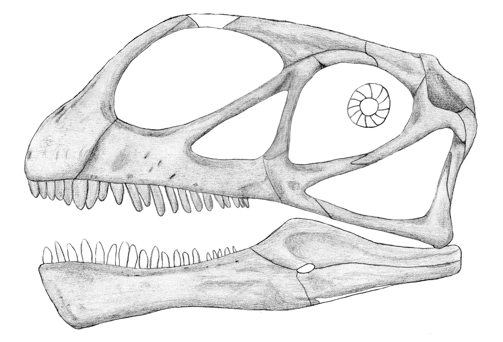 Abrosaurus dongpoensis