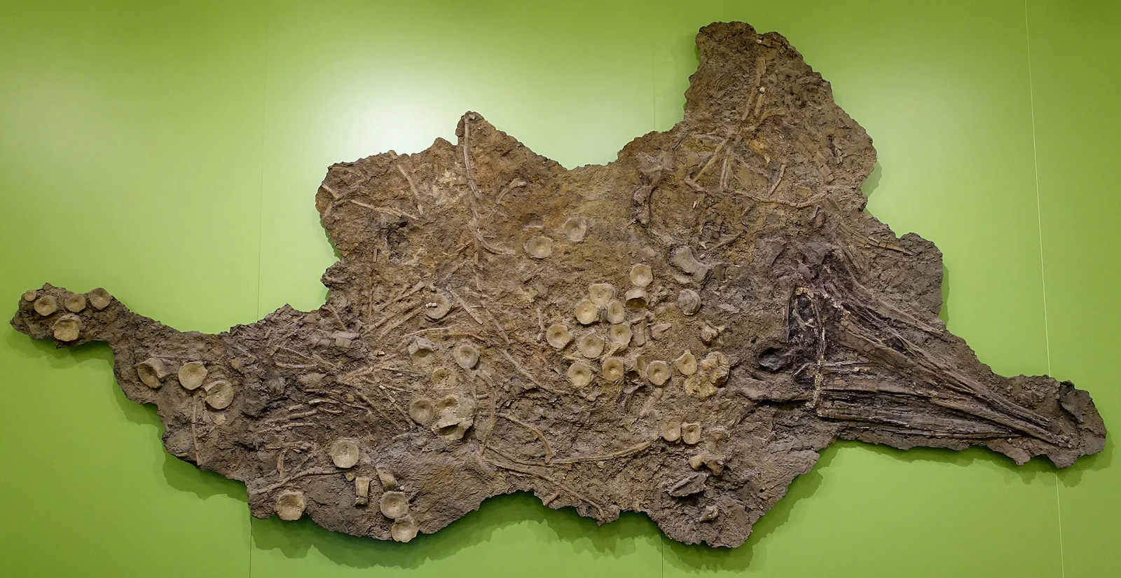 Acamptonectes densus - Naturhistorisches Museum, Braunschweig, Germany - DSC05309