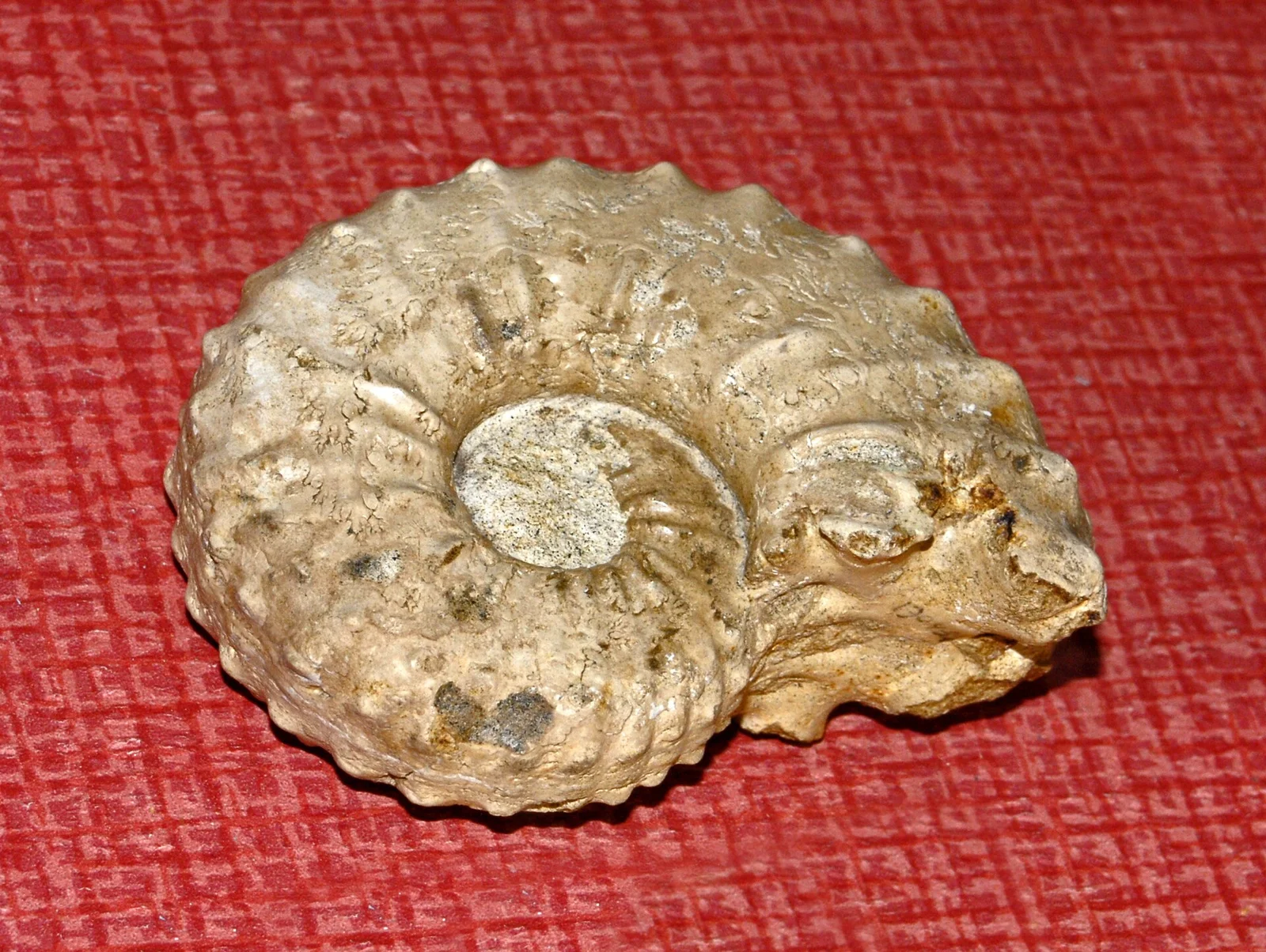 Acanthoceras chasca