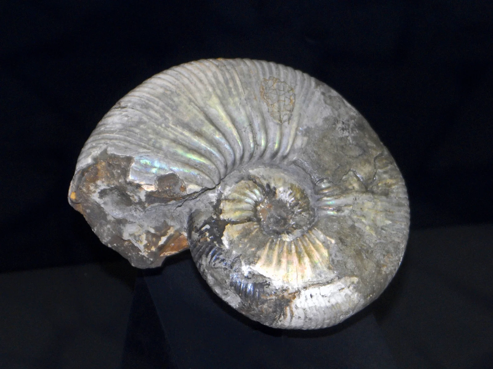 Acanthohoplites erraticus