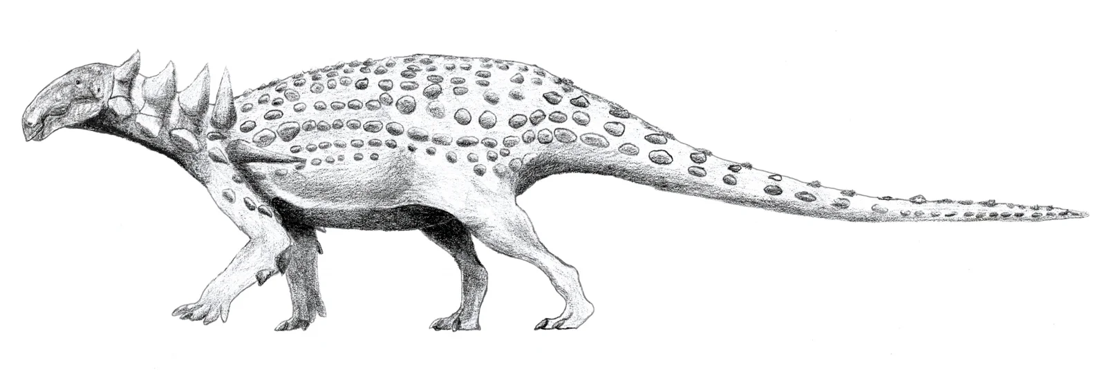 Acantholipan gonzalezi