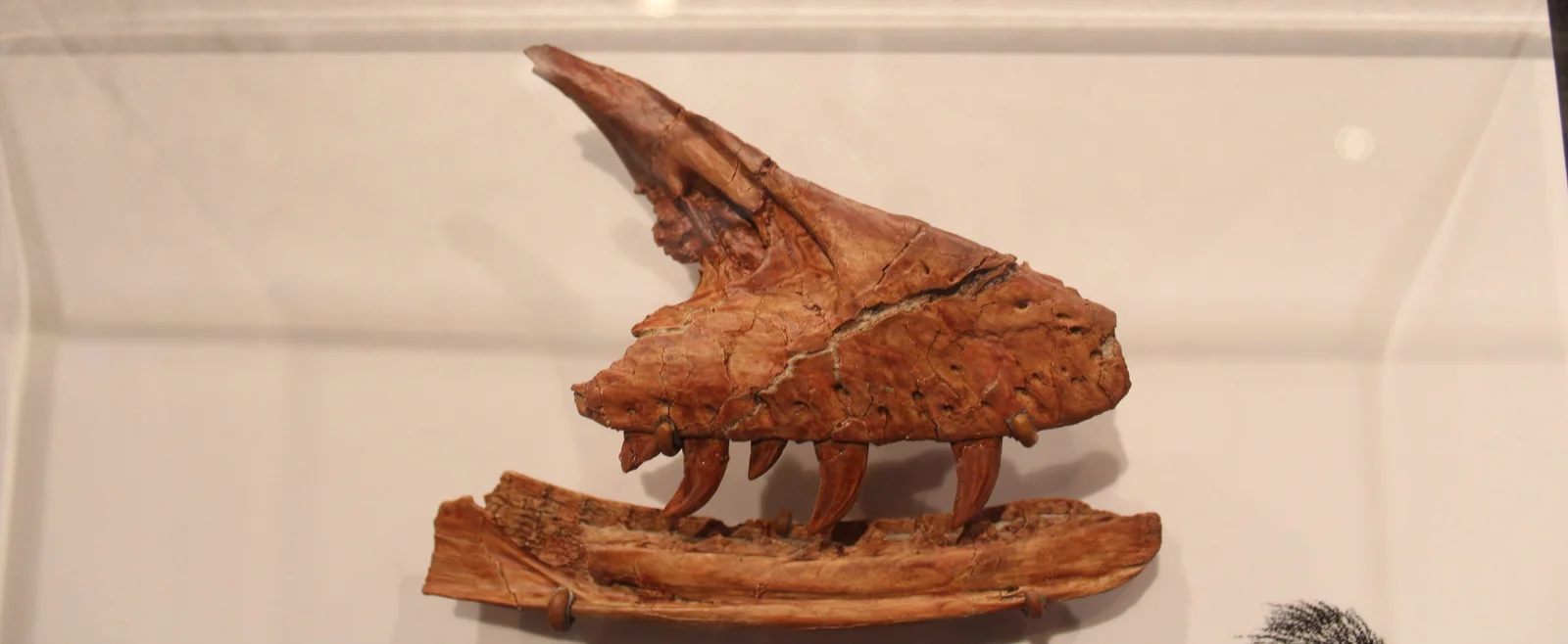 Acheroraptor temertyorum