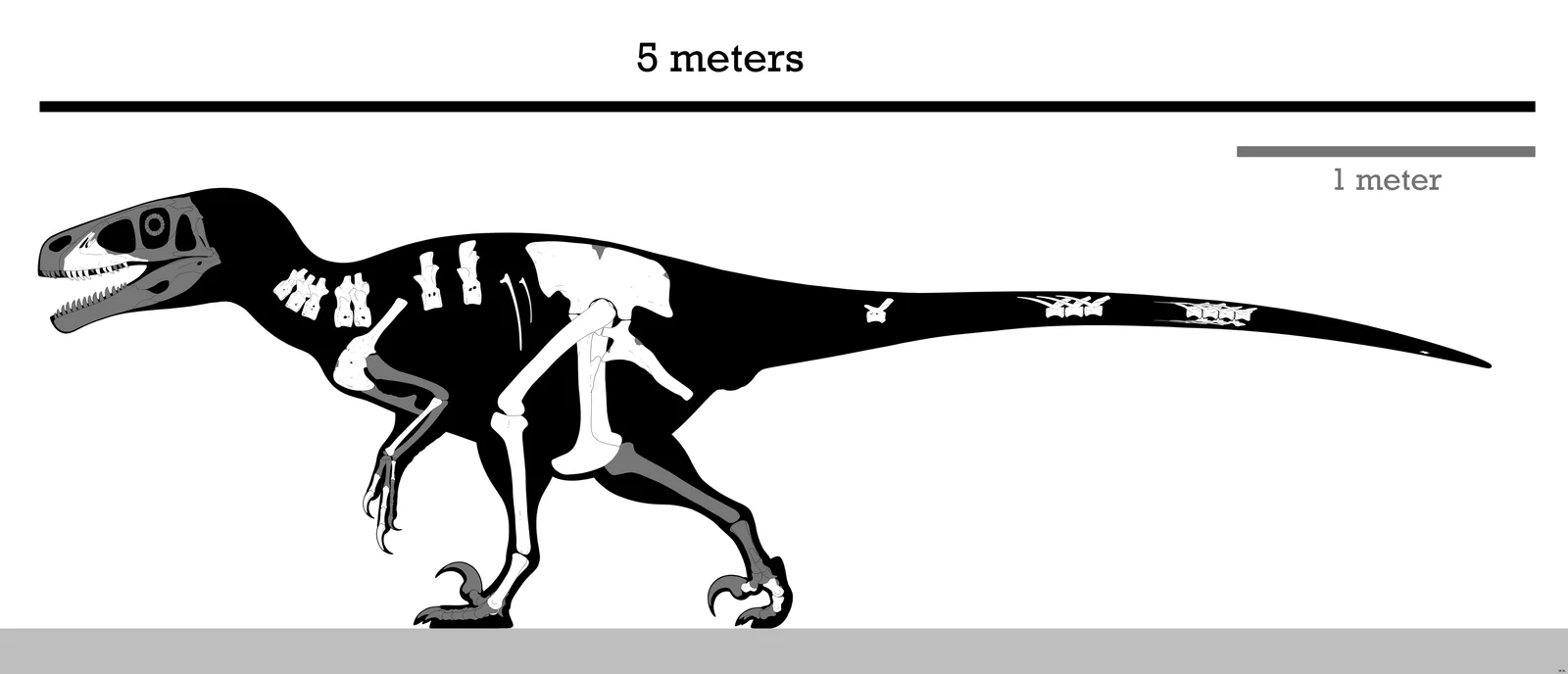 Achillobator giganticus
