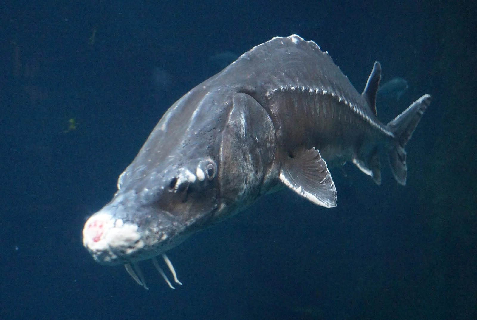 Acipenser albertensis
