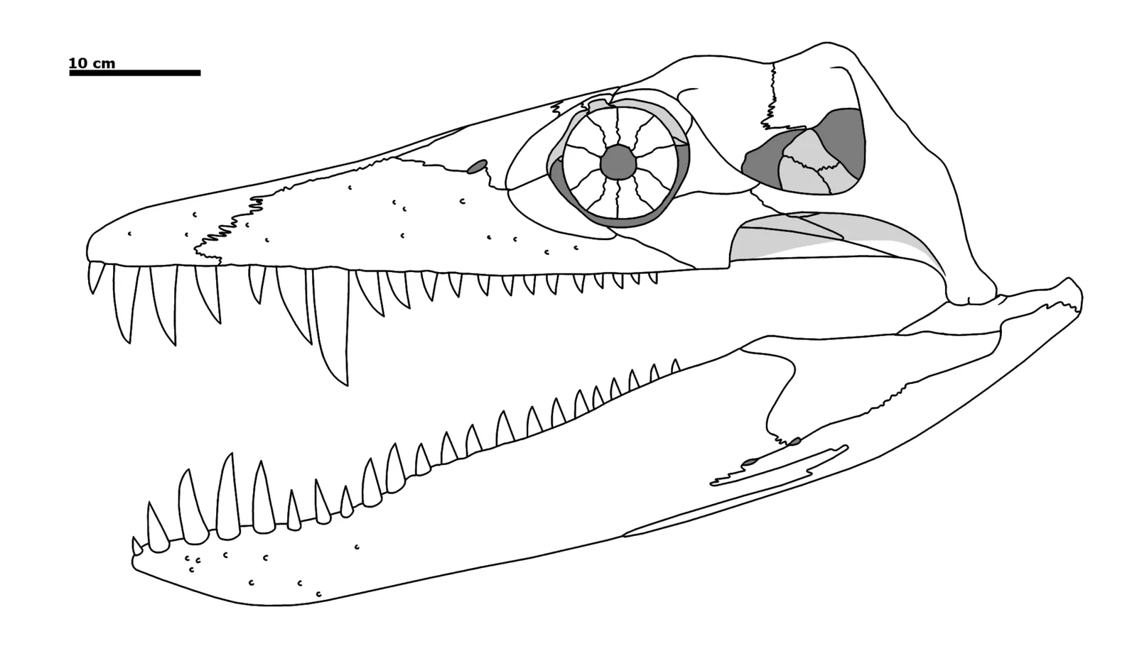 Acostasaurus pavachoquensis