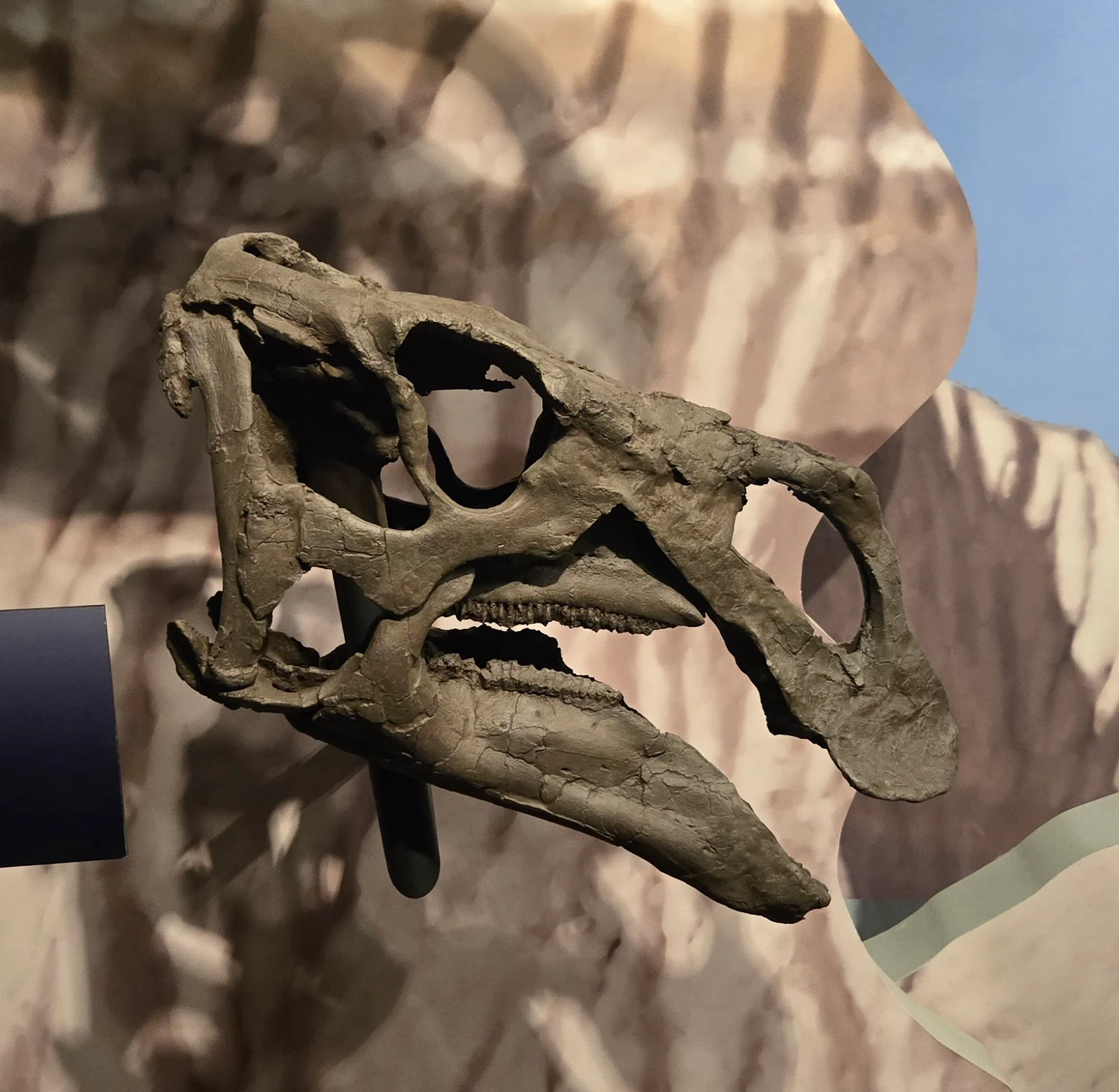 Acristavus gagslarsoni