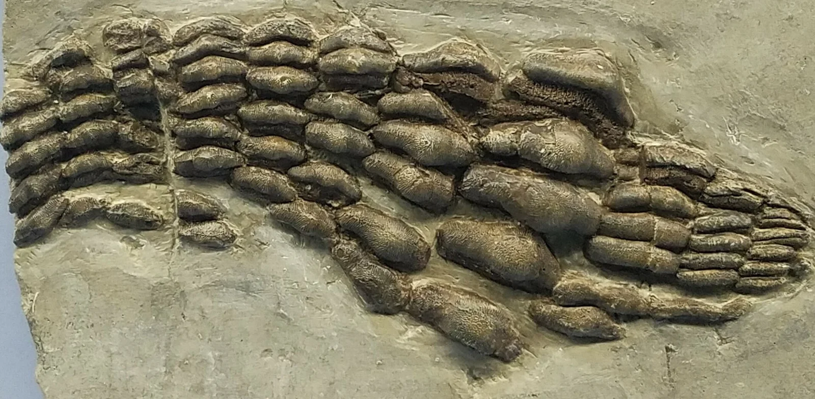 Acrodus acutus