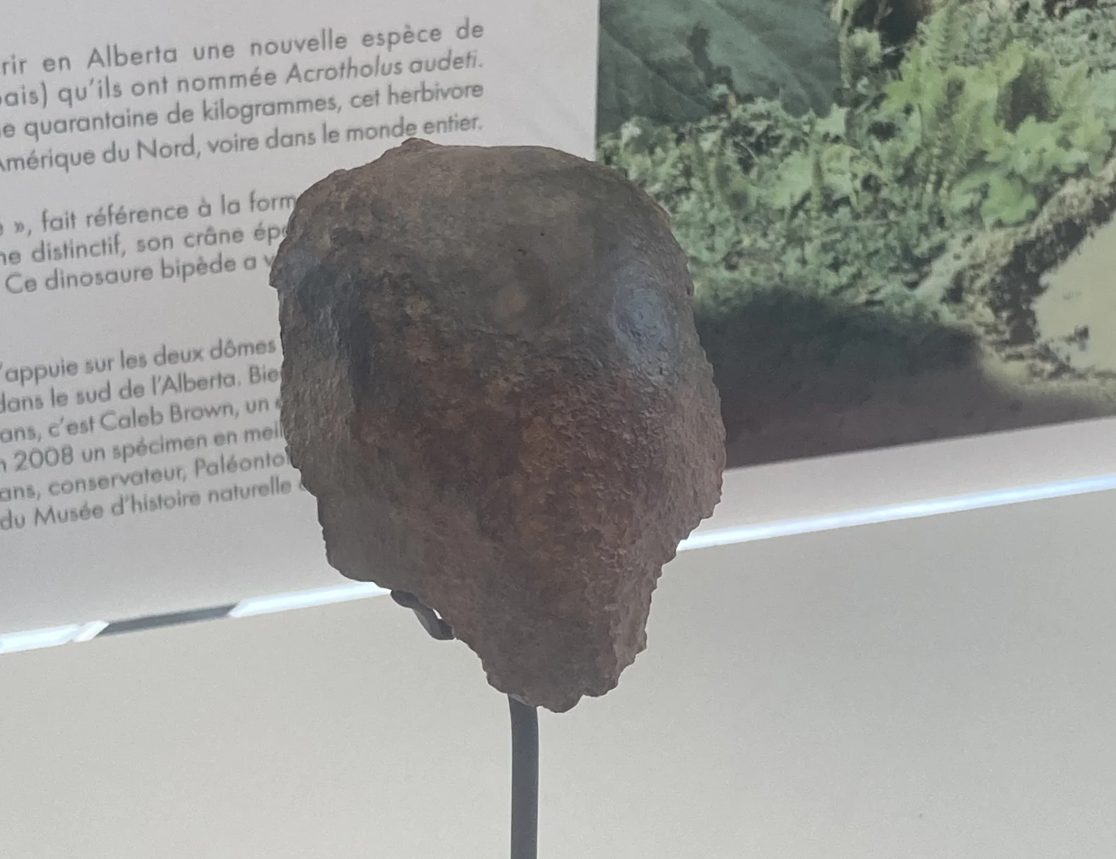 Acrotholus audeti