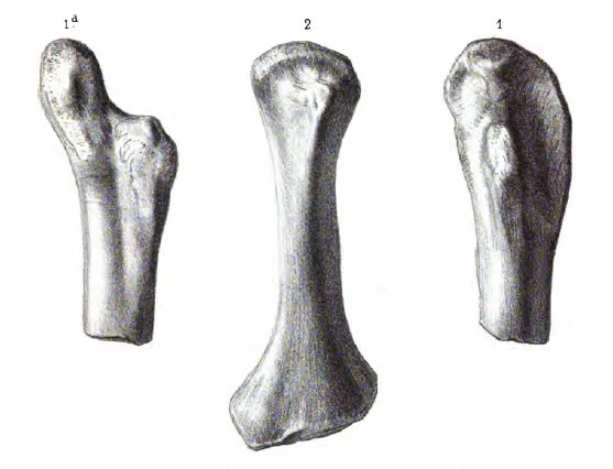 Actiosaurus gaudryi
