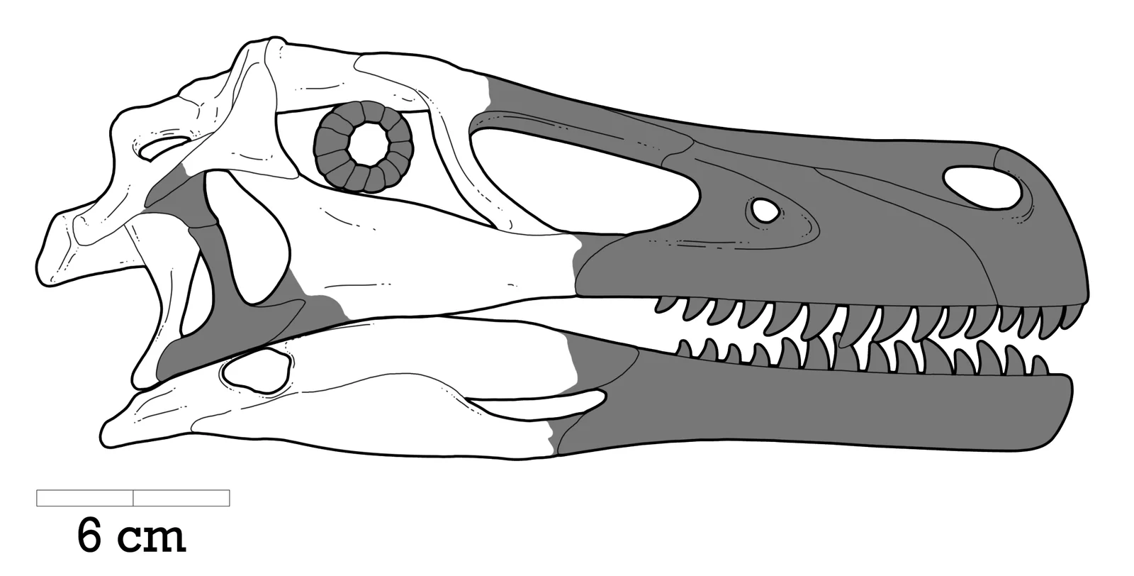 Adasaurus mongoliensis