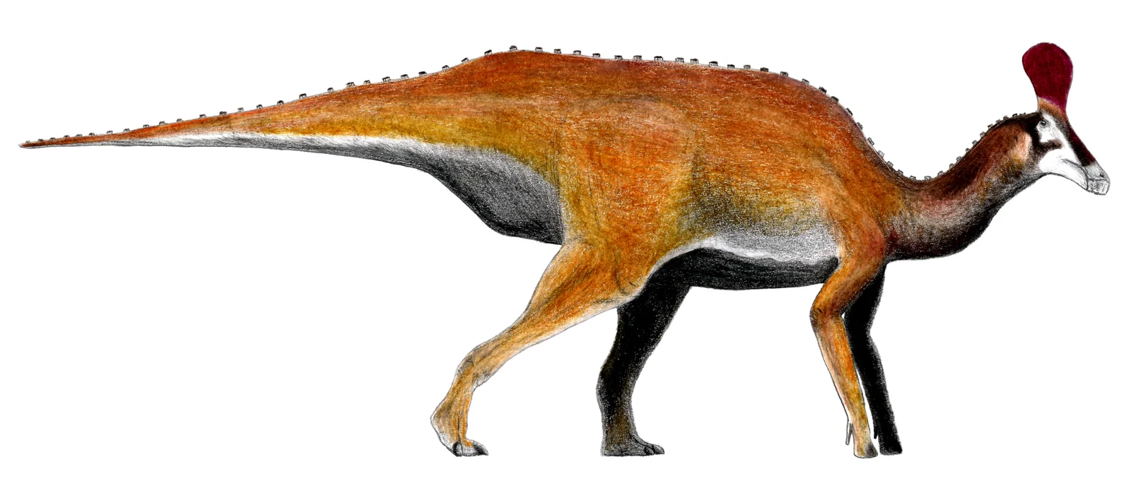 Adynomosaurus arcanus