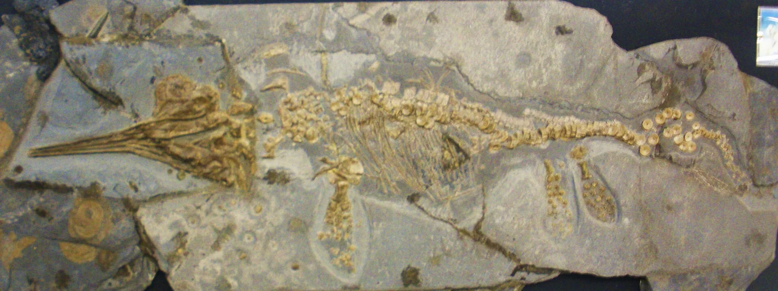 Aegirosaurus leptospondylus