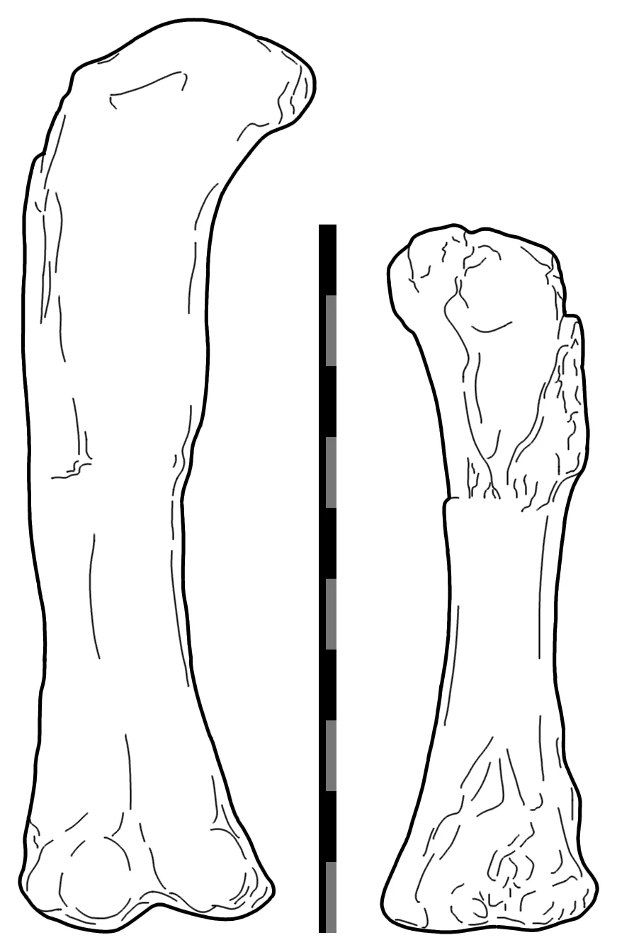 Aegyptosaurus baharijensis