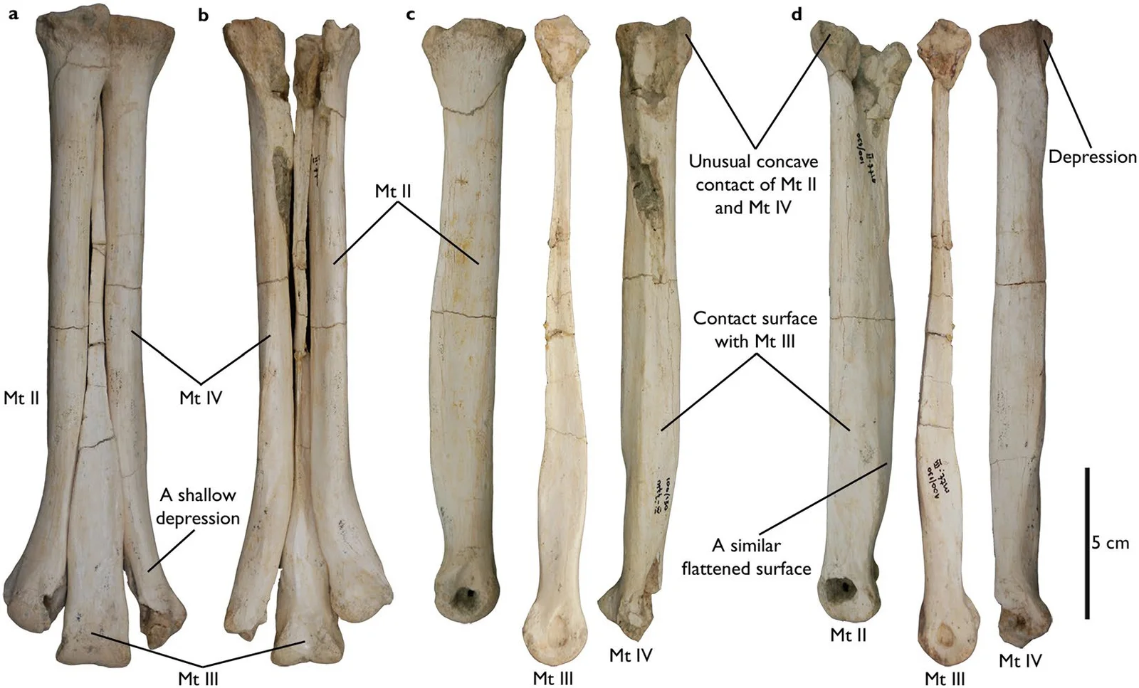 Aepyornithomimus tugrikinensis