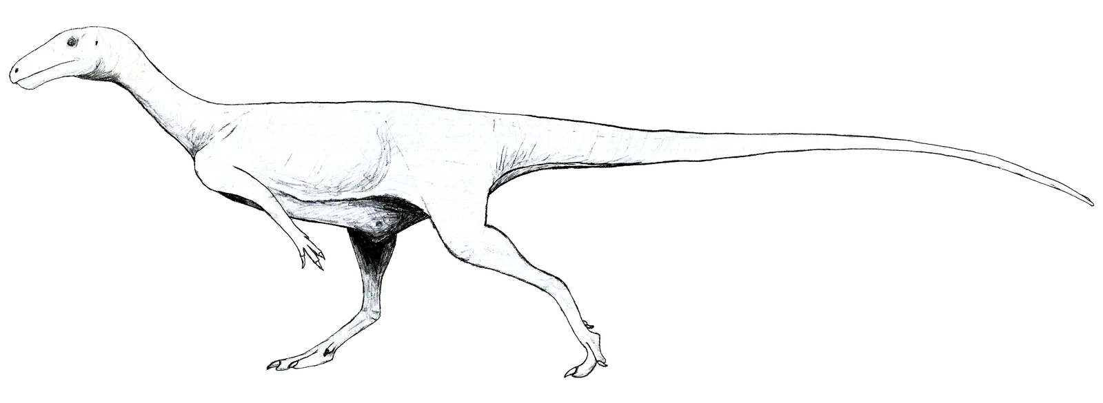 Afromimus tenerensis