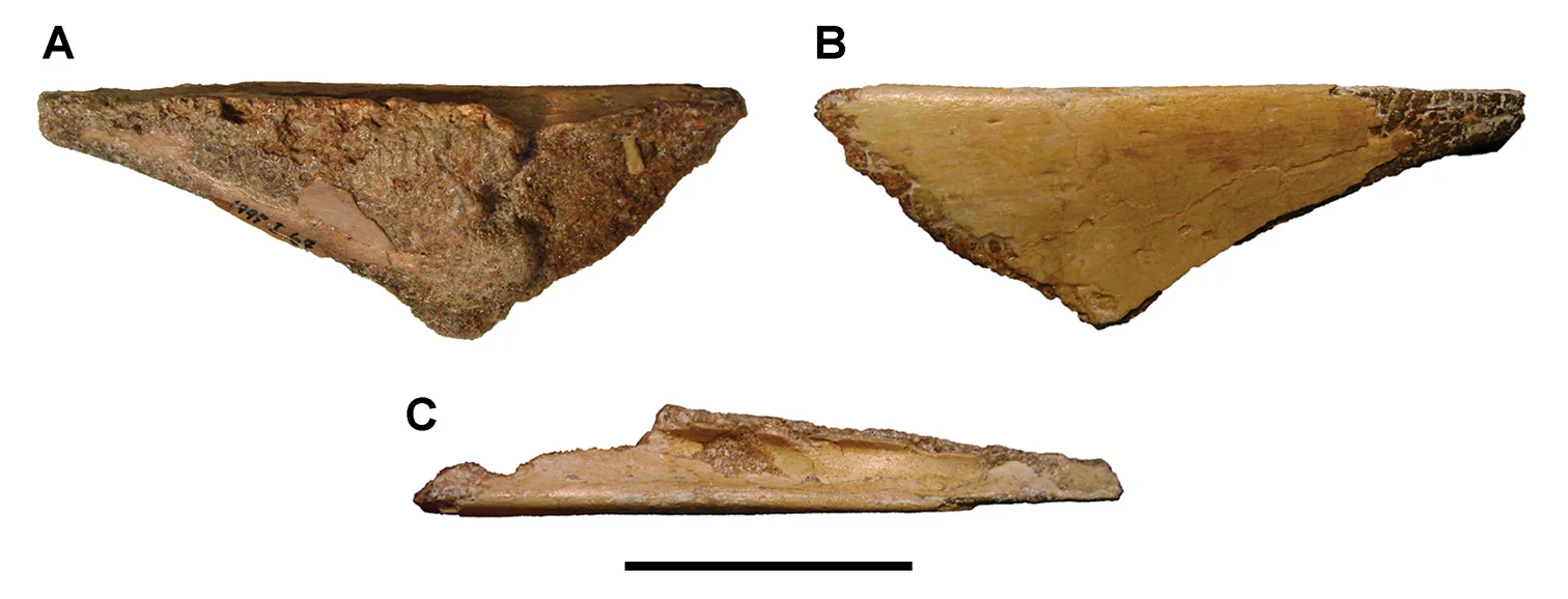 Afrotapejara zouhri