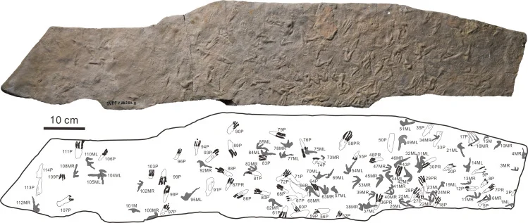 Agadirichnus elegans