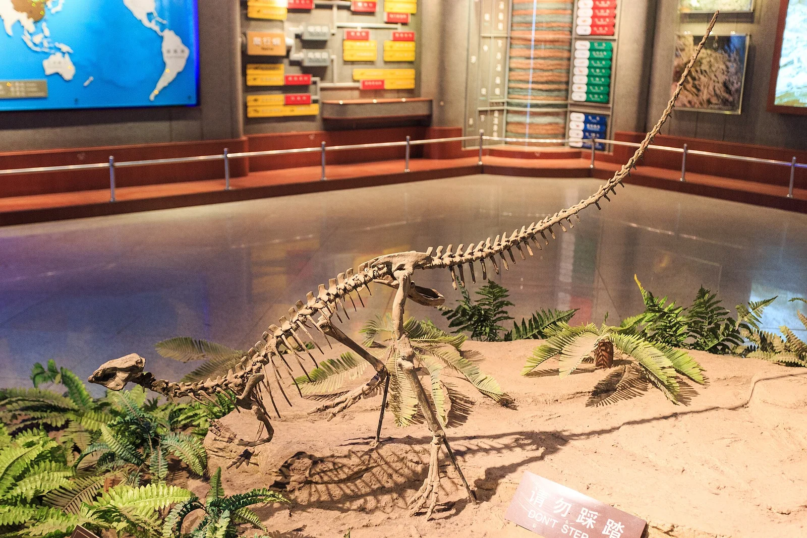 Agilisaurus louderbacki