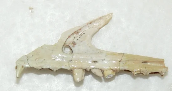 Agnosphitys cromhallensis