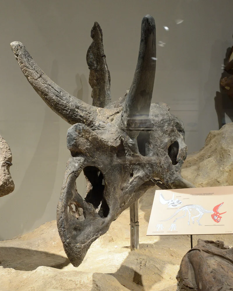 Agujaceratops mavericus