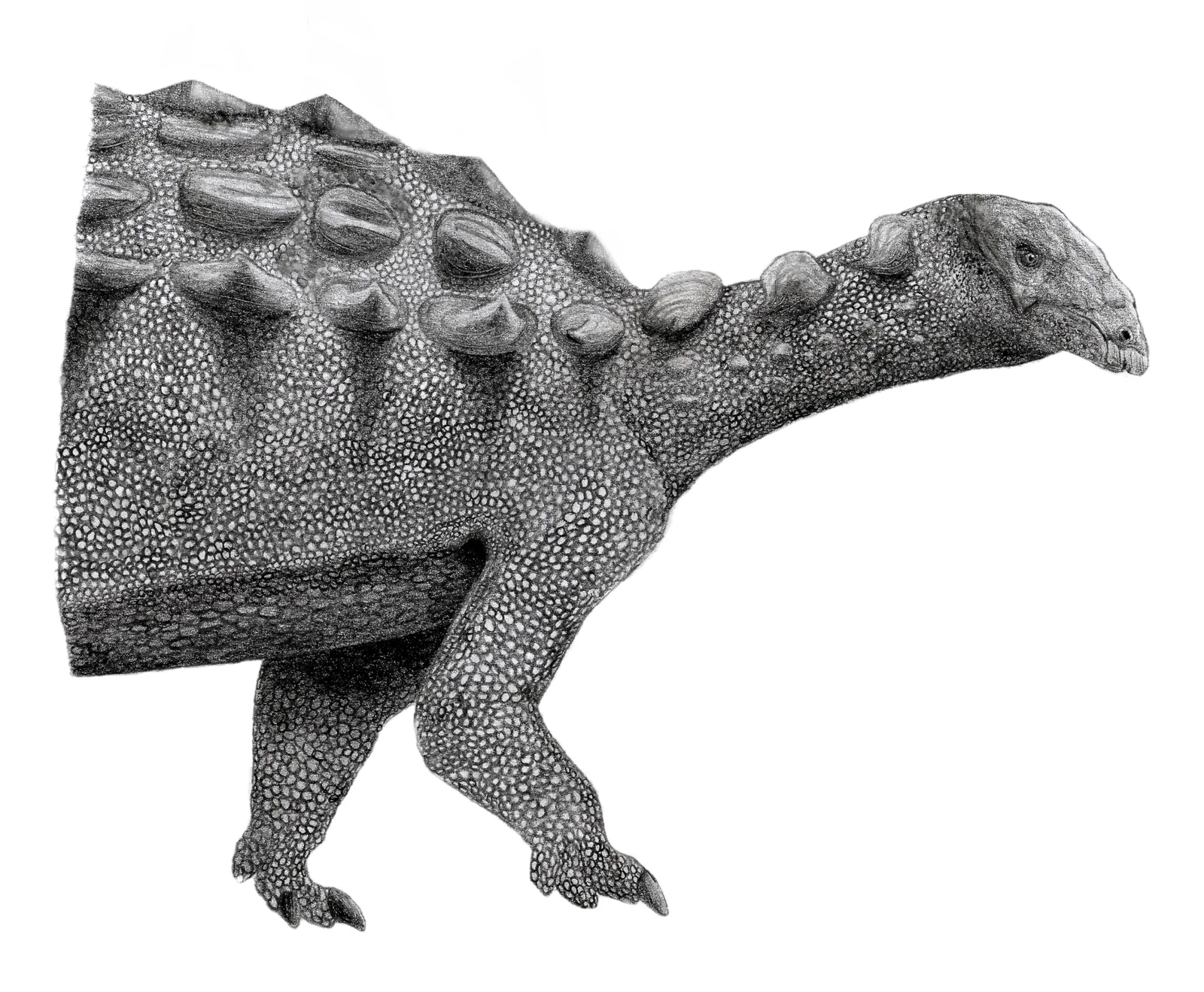 Ahshislepelta minor
