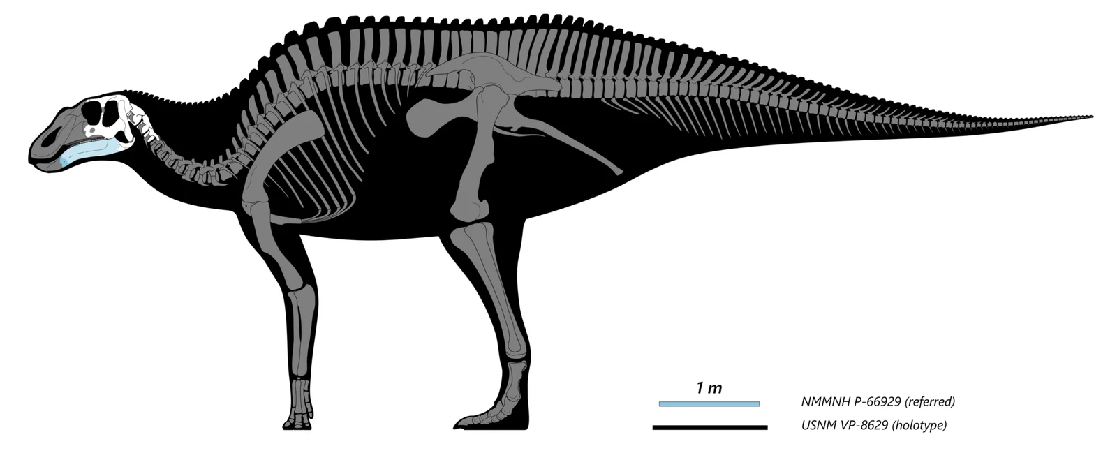 Ahshislesaurus wimani