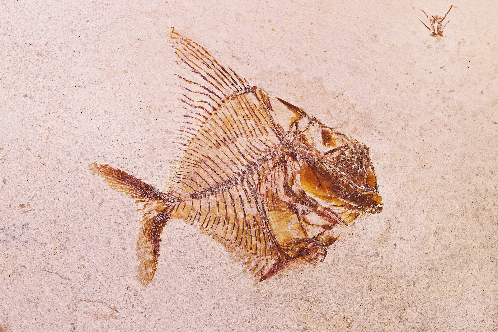 Aipichthys minor