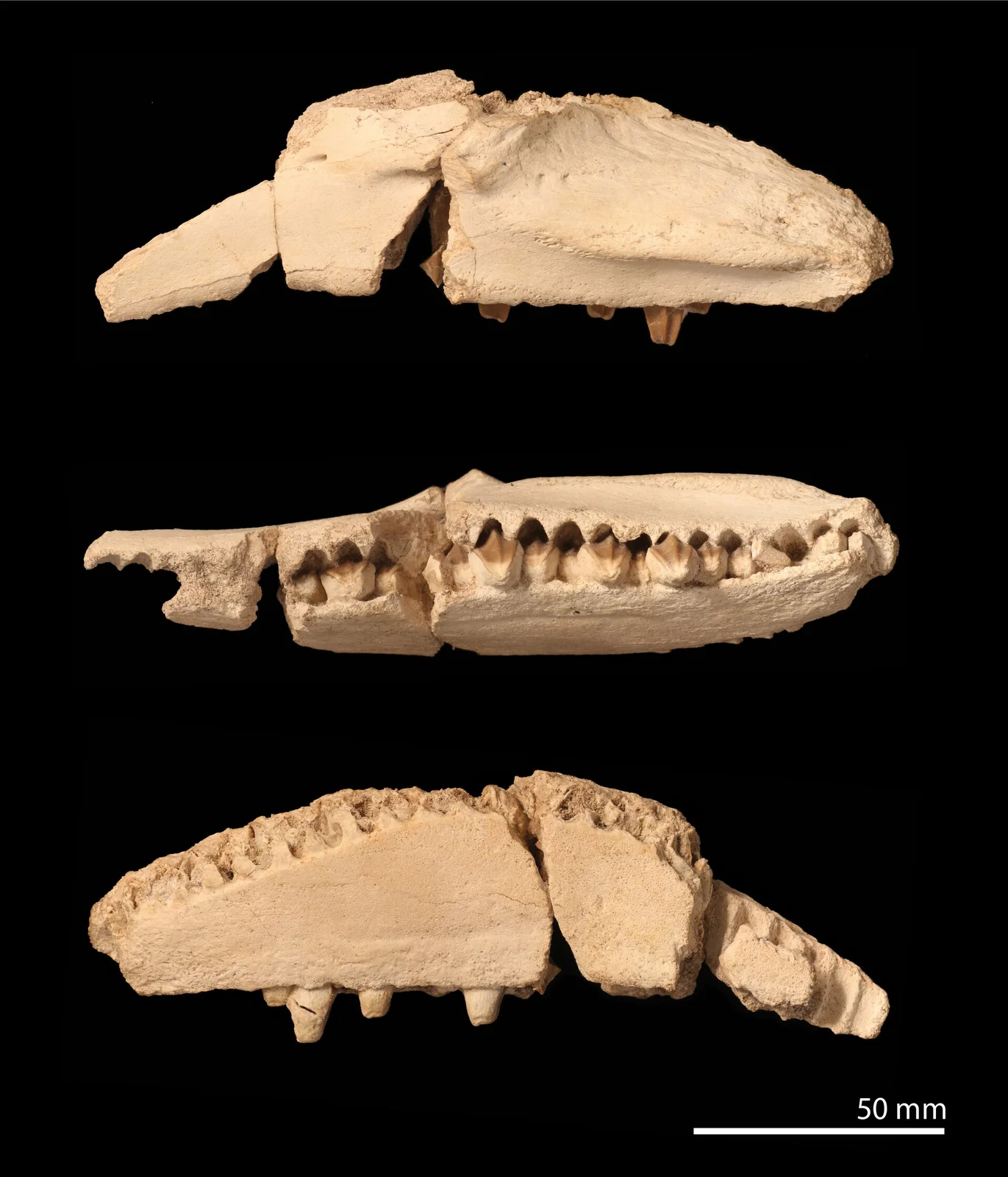 Ajnabia odysseus