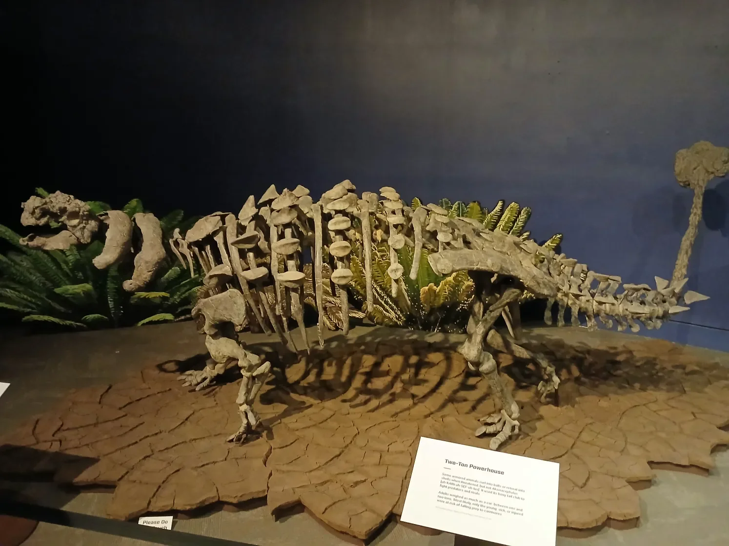 Akainacephalus johnsoni