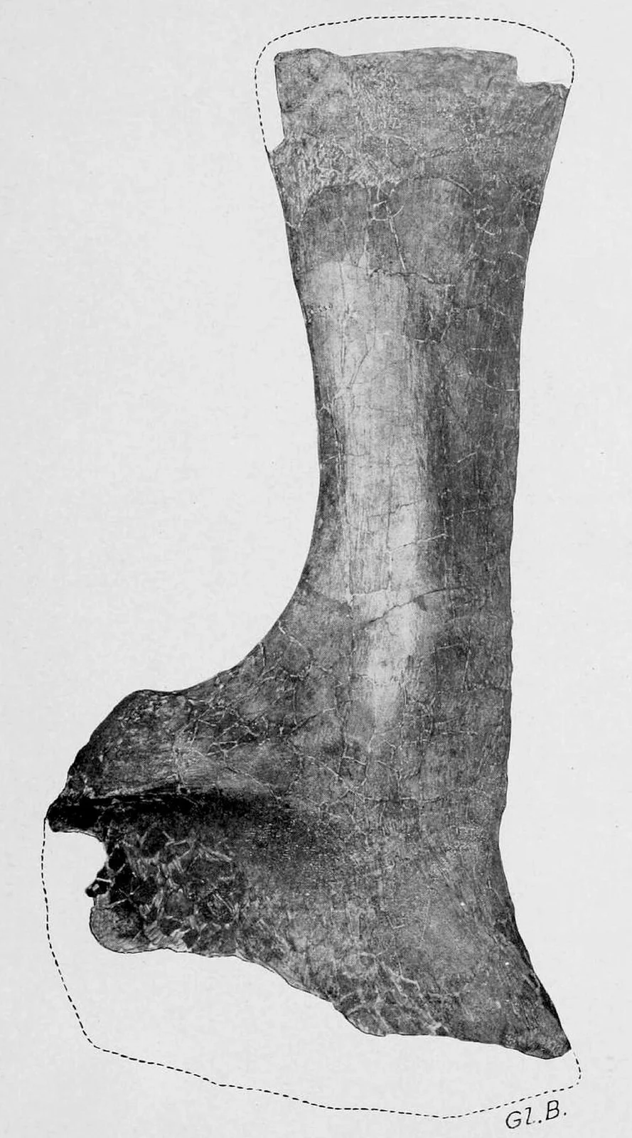 Alamosaurus sanjuanensis