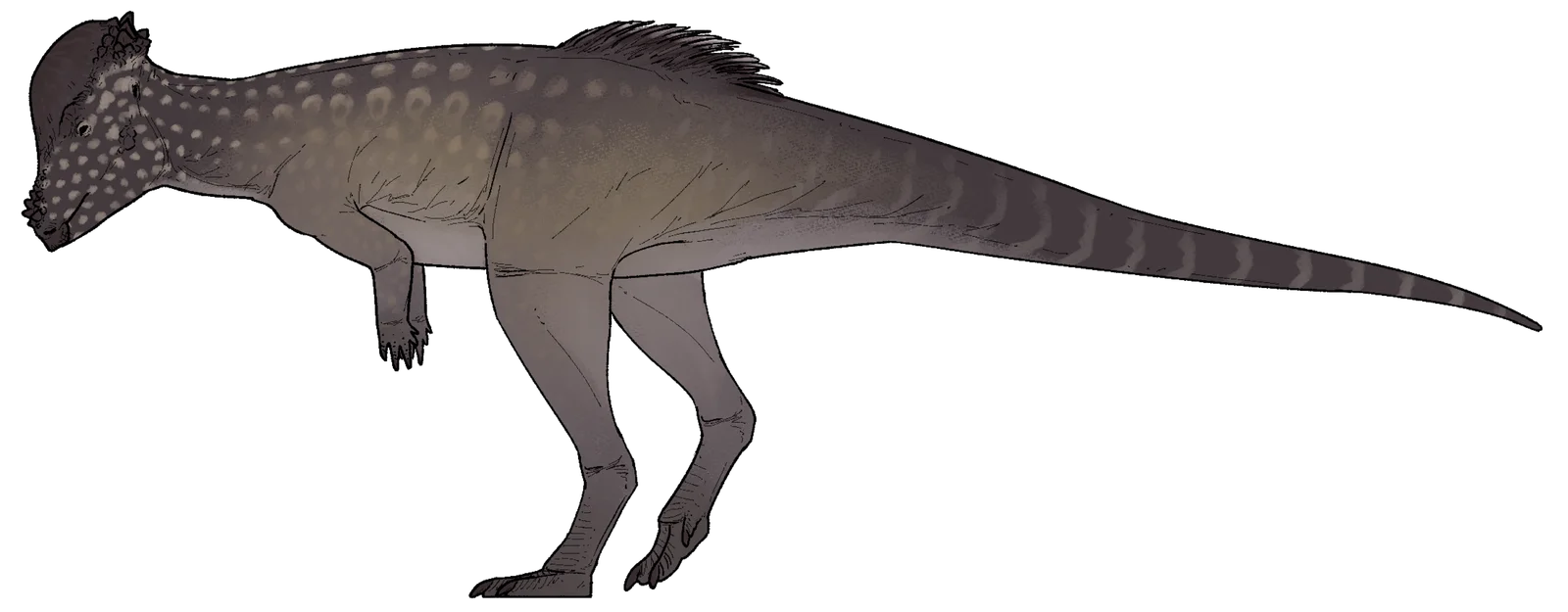 Alaskacephale gangloffi