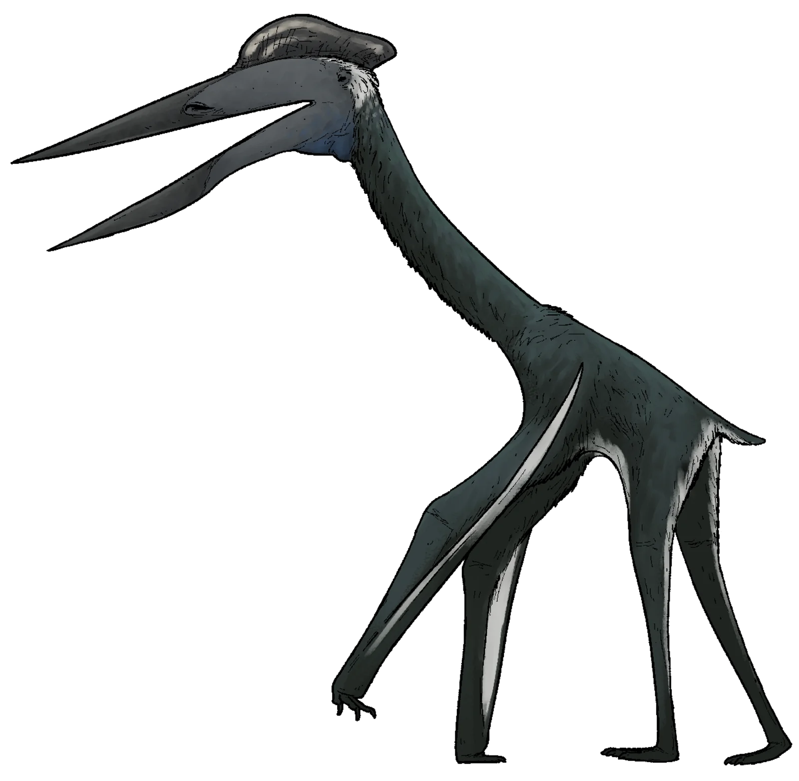 Albadraco tharmisensis
