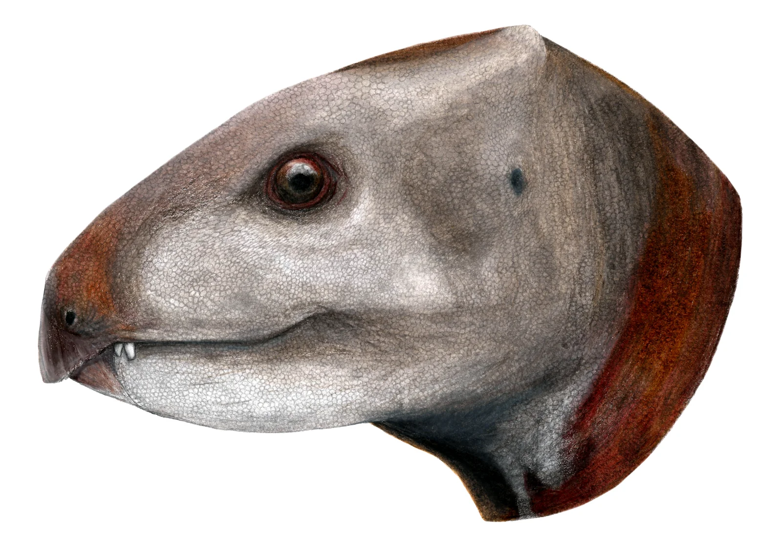 Albalophosaurus yamaguchiorum