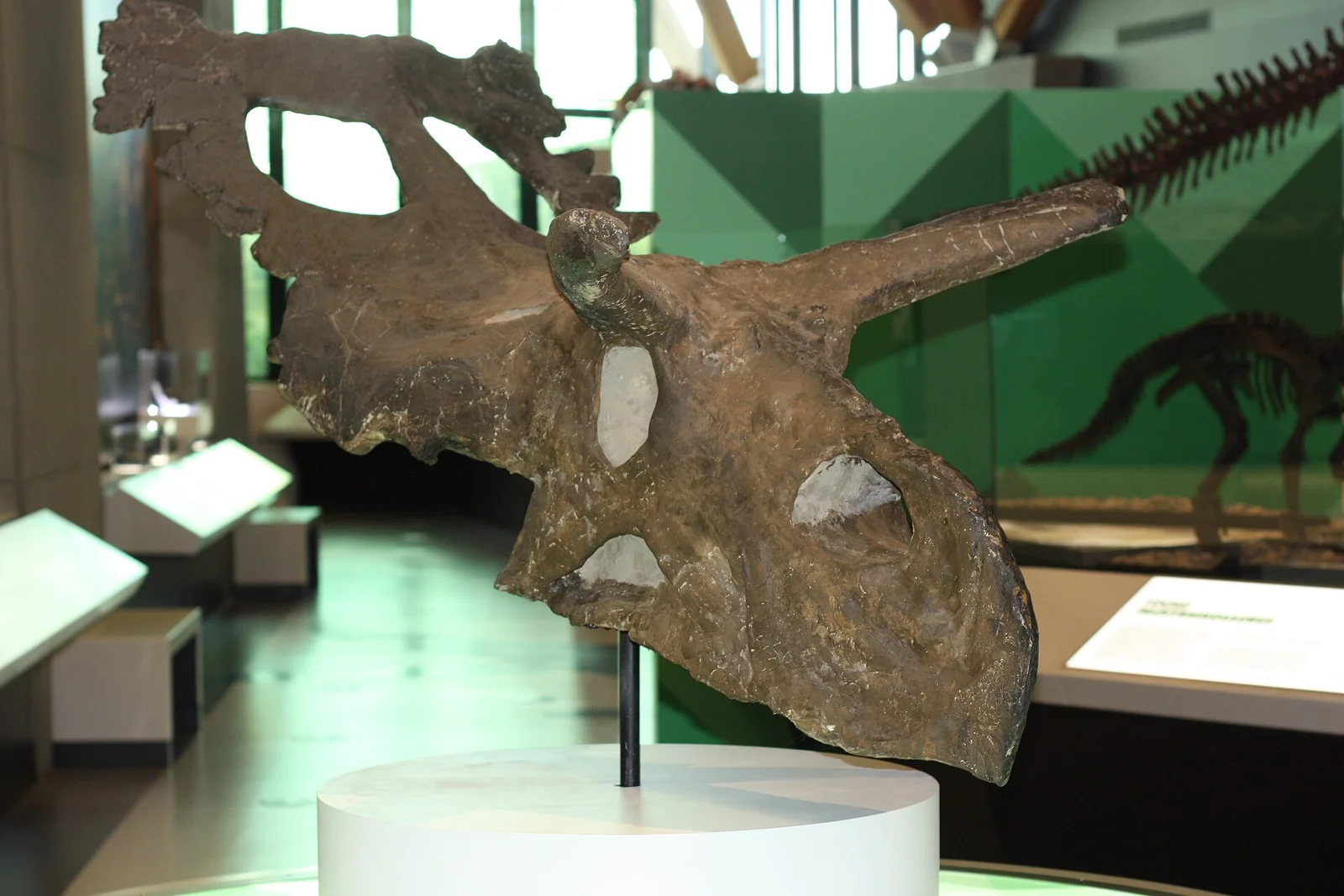 Albertaceratops nesmoi