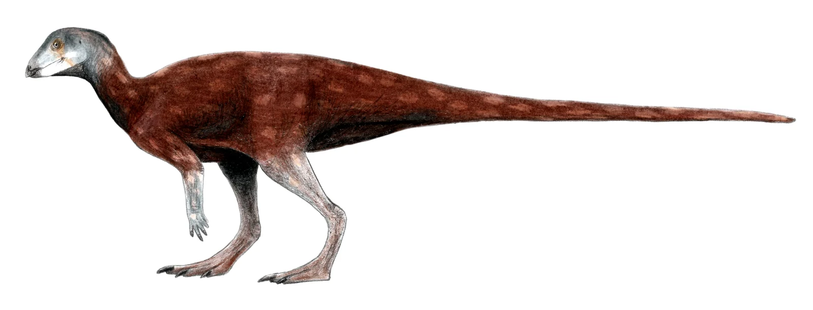 Albertadromeus syntarsus