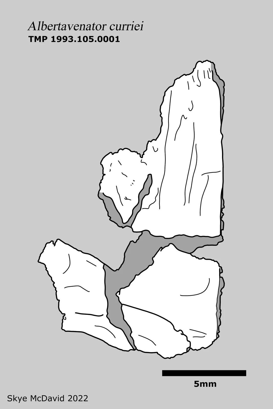 Albertavenator curriei