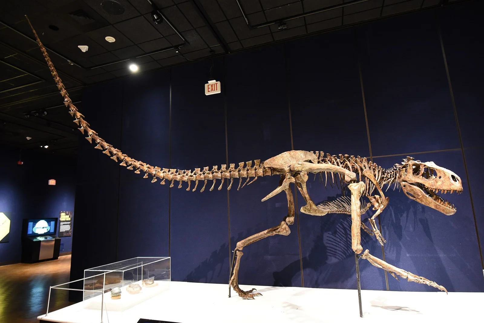 Albertosaurus sarcophagus