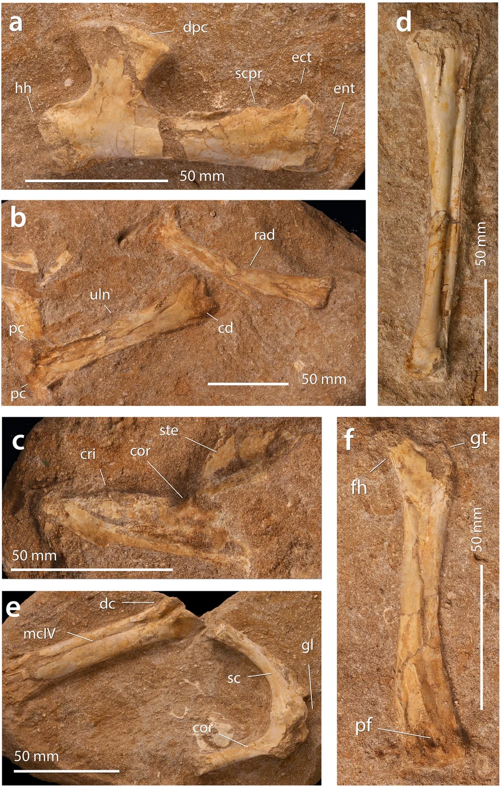 A. elainus FSAC-OB 2 holotype partial skeleton and FSAC-OB 217 metacarpal IV compressed