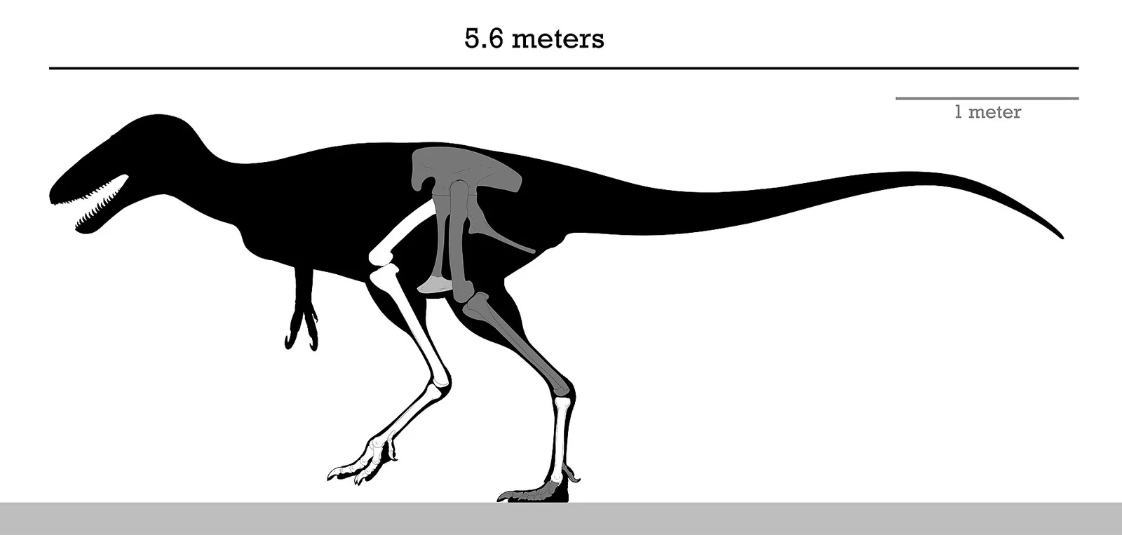 Alectrosaurus olseni