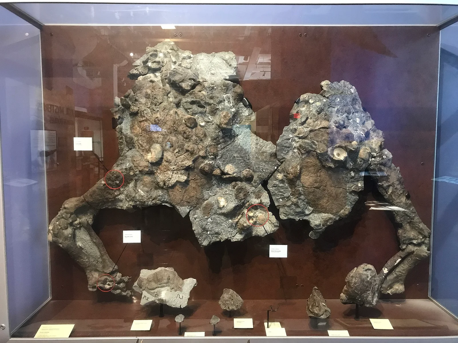Aletopelta coombsi