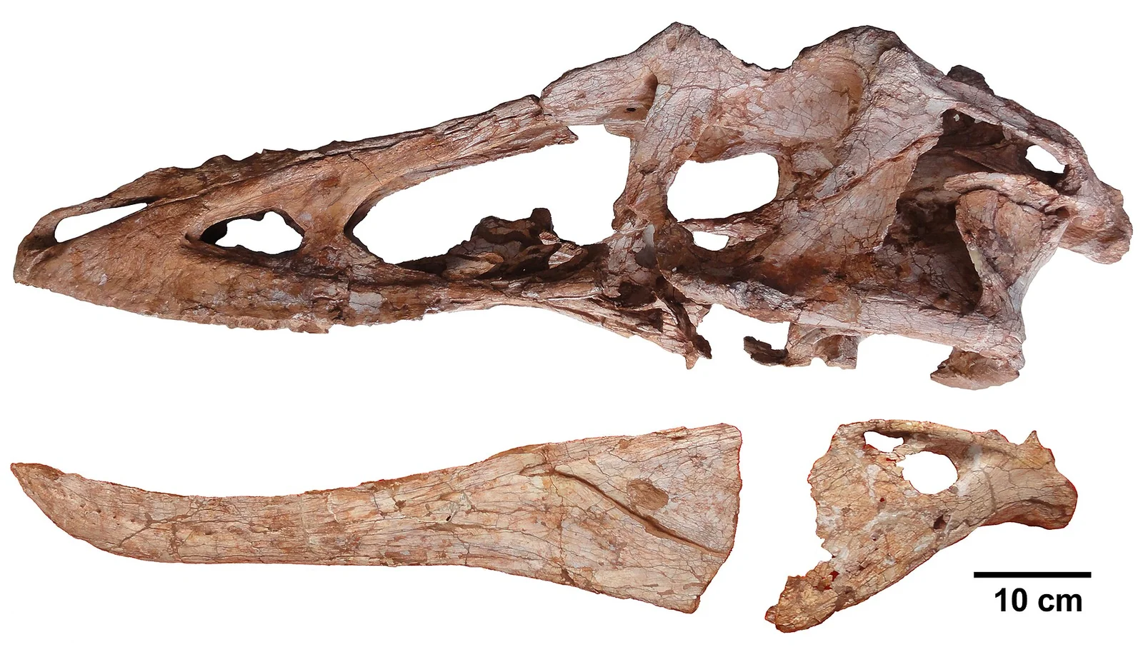 Alioramus sinensis