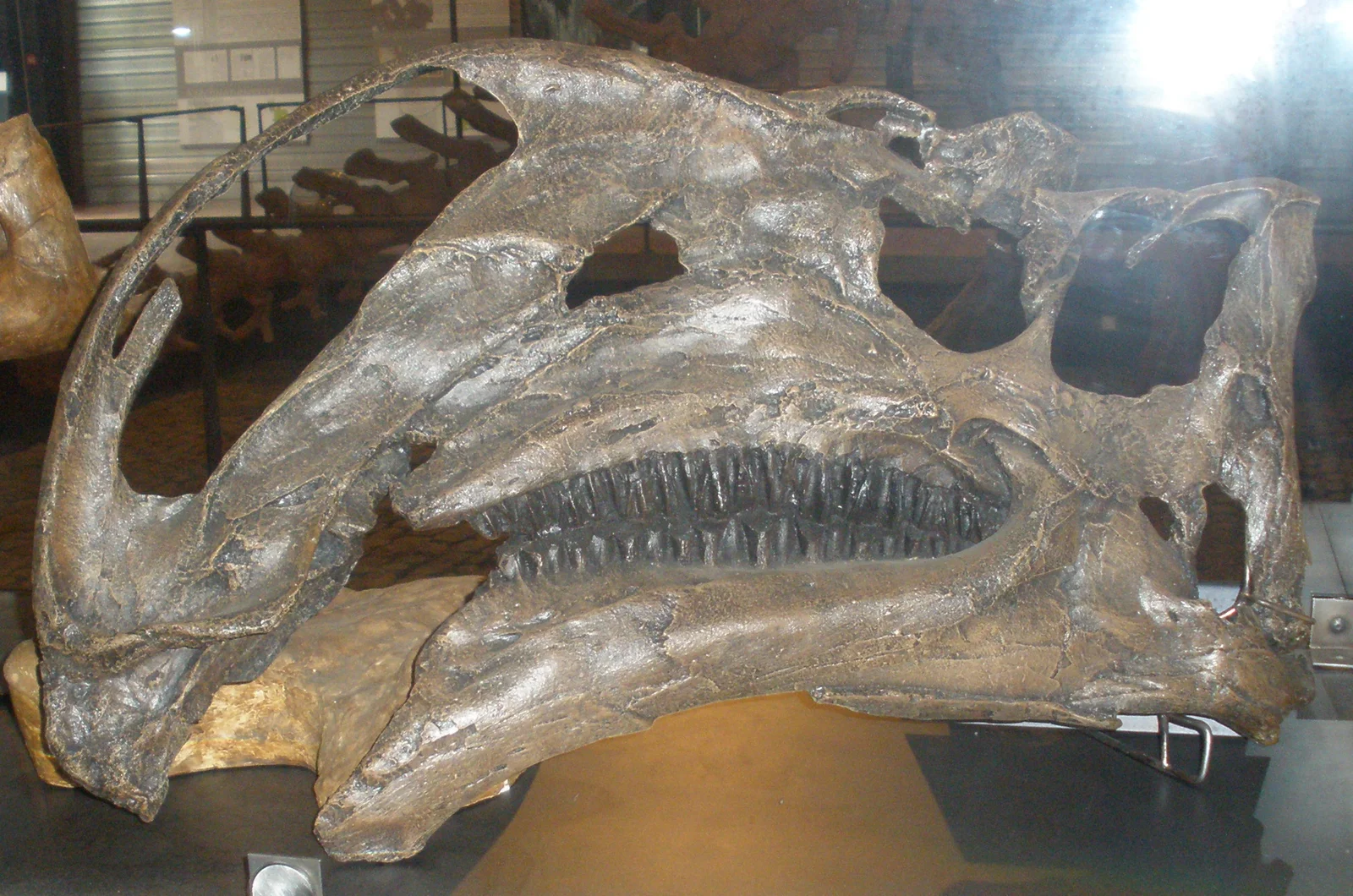 Altirhinus kurzanovi