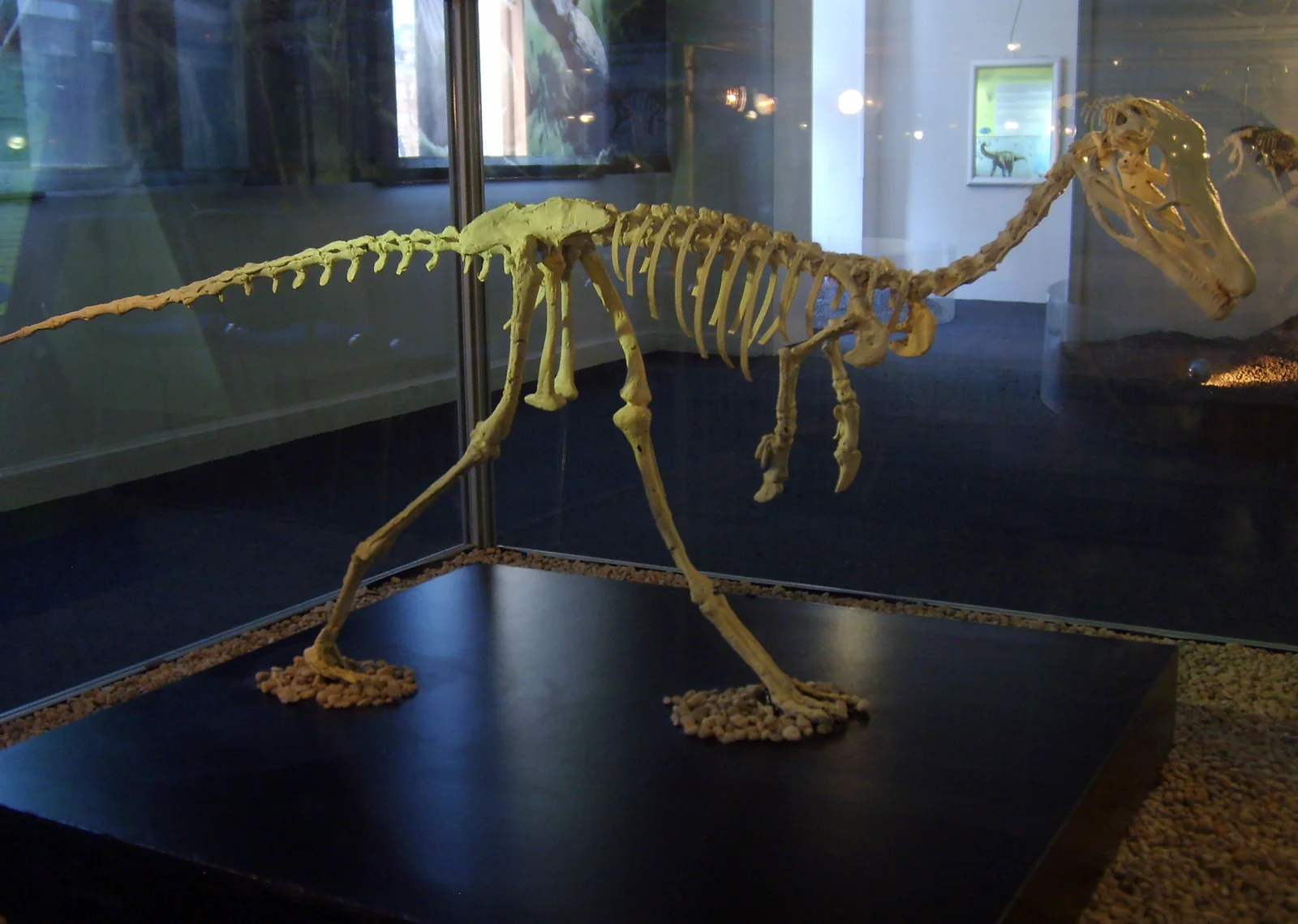 Alvarezsaurus calvoi