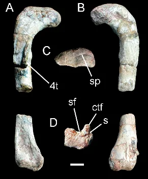 Alwalkeria maleriensis