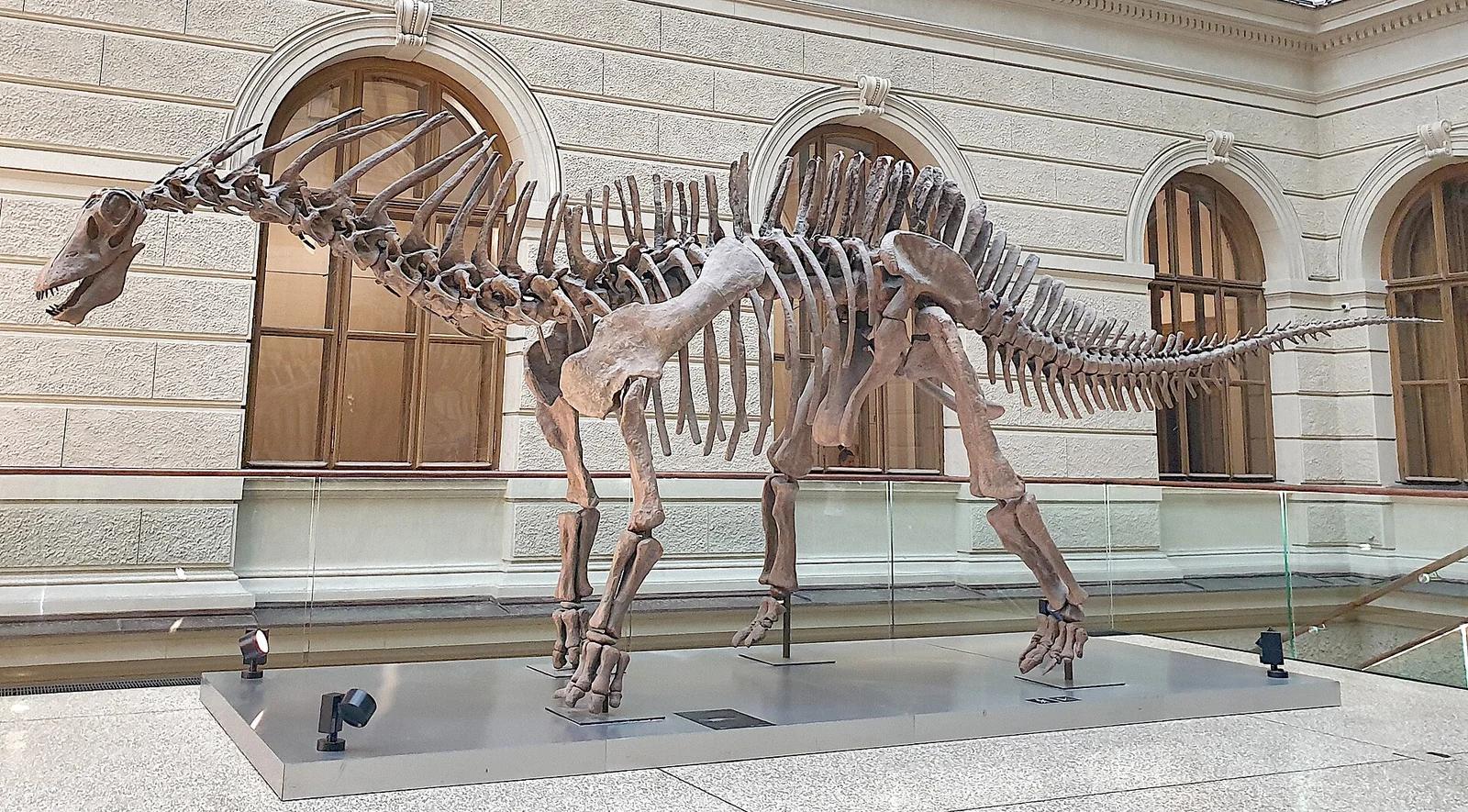 Amargasaurus cazaui