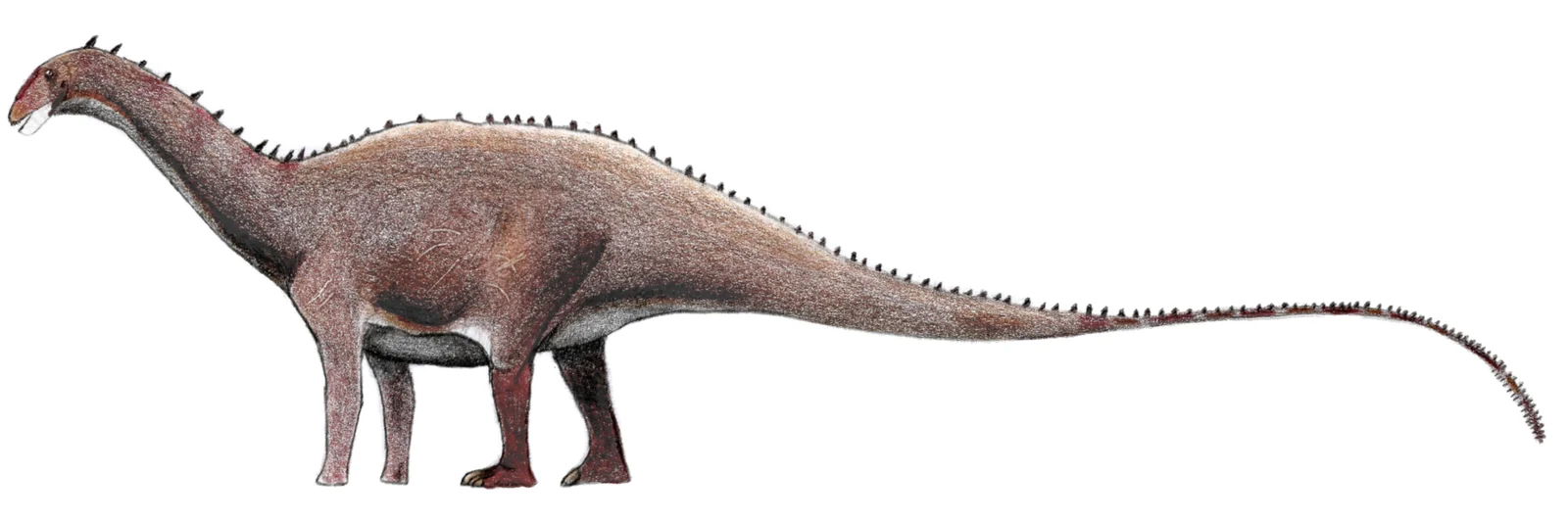 Amargatitanis macni